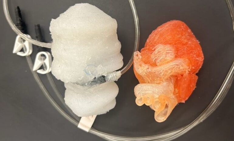 Учёные создали бьющееся сердце на 3D-принтере для тренировки хирургов